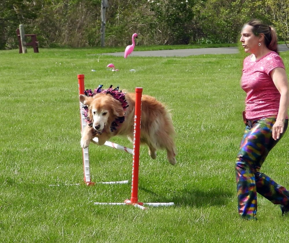 Residents were recently treated with a roaming dog show, where furry performers performed tricks and showed off their agility all across our campus!