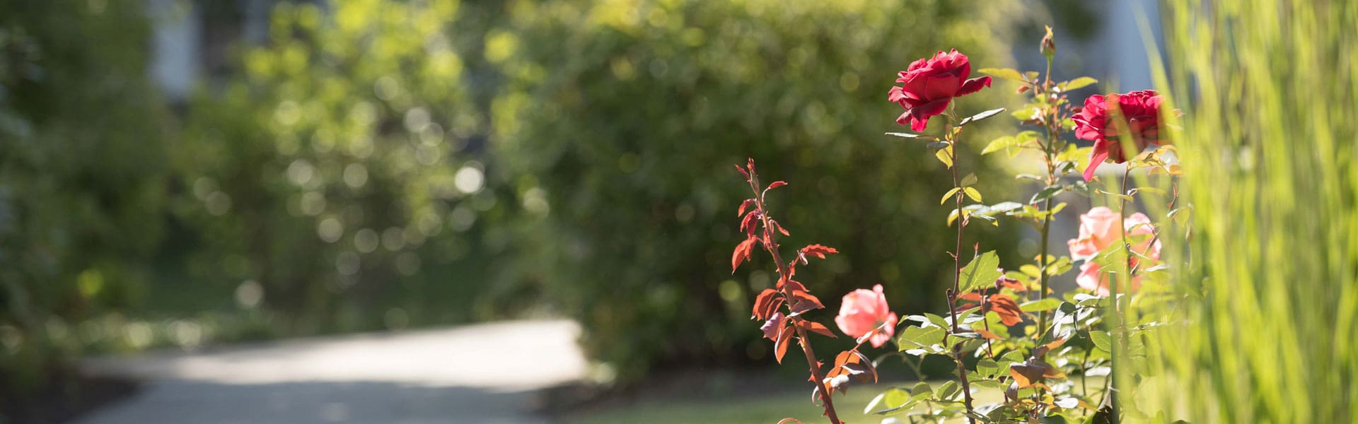 Outdoor Path with Roses